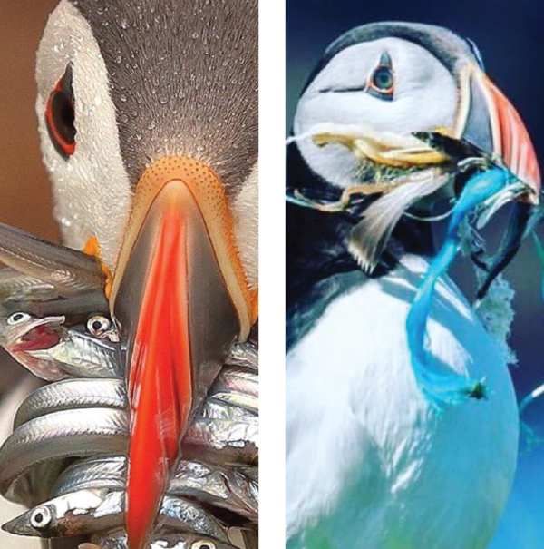 Close up of puffin with fish in its beak on the left, close up of puffin with colourful plastic in its beak on the right