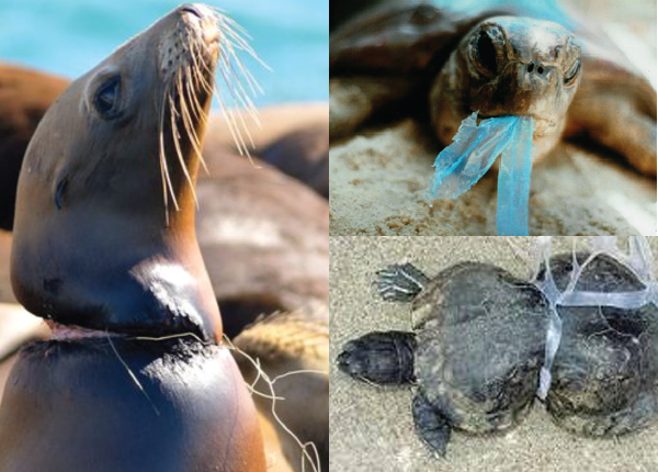 Montage of 3 photos showing a seal with plastic line cutting into its neck, a turtle with blue plastic in its mouth, and a turtle whose shell is deformed by plastic